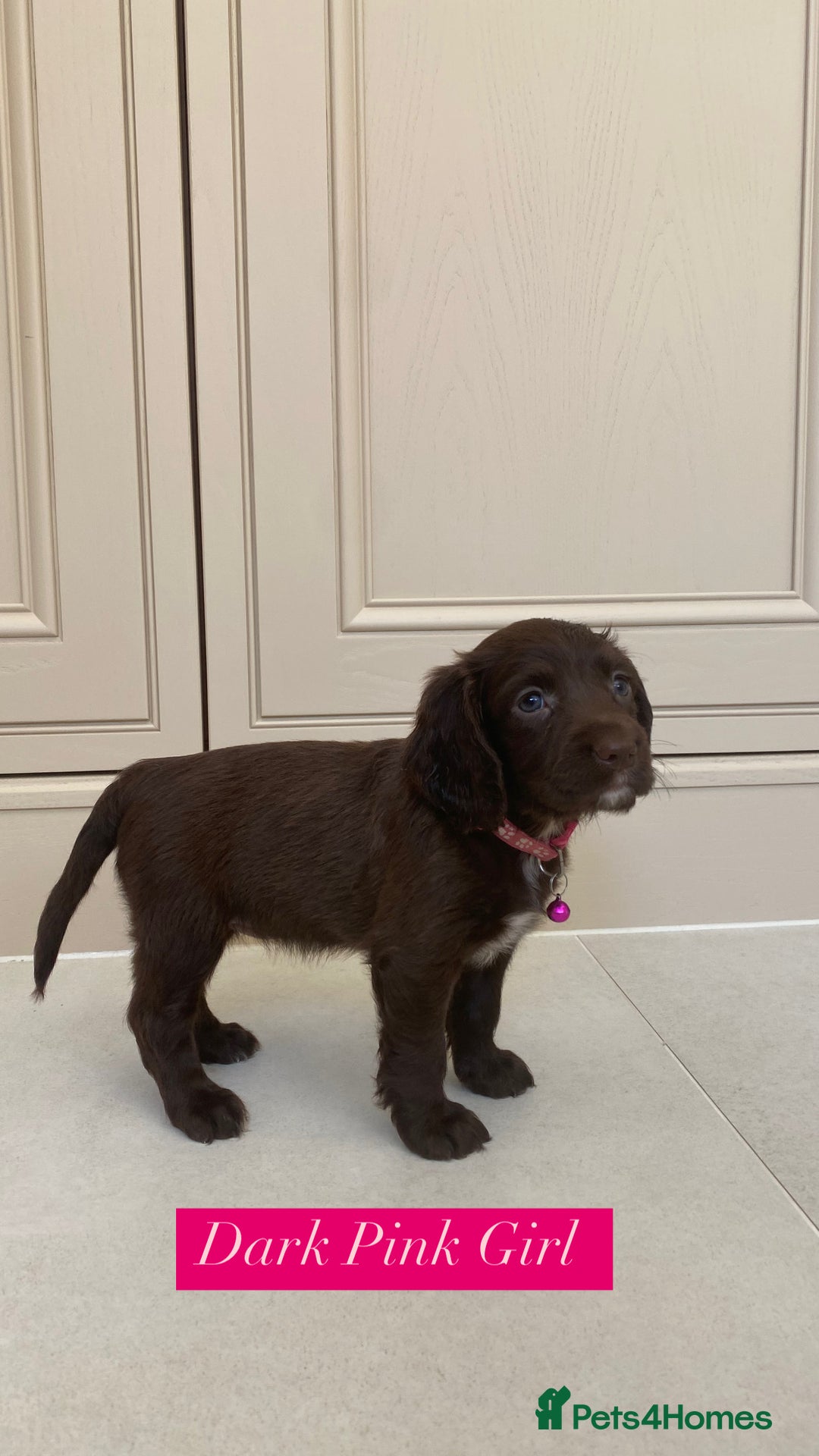 Sprocker dogs for sale: Last 2 girls available chocolate Sprockers - Image 8