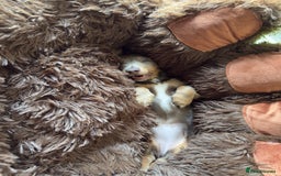 Miniature Dachshund dogs for sale: Miniature dachshund  - Image 14