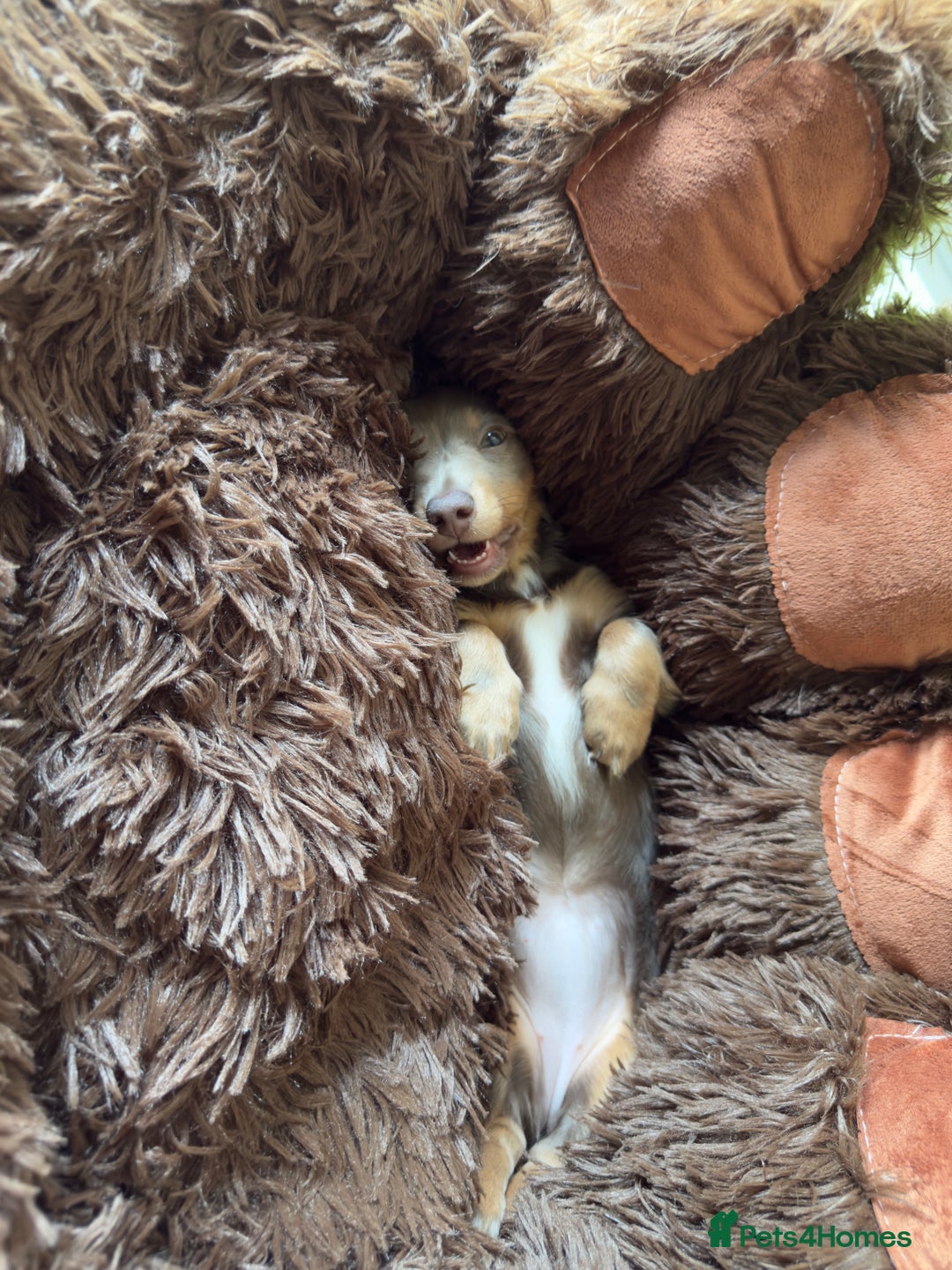 Miniature Dachshund dogs for sale: Miniature dachshund  - Image 14