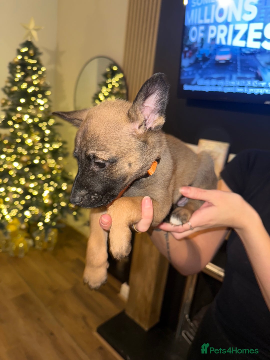 Belgian Shepherd Dog dogs for sale: Pure Belgian Malinois Puppies - Advert 24