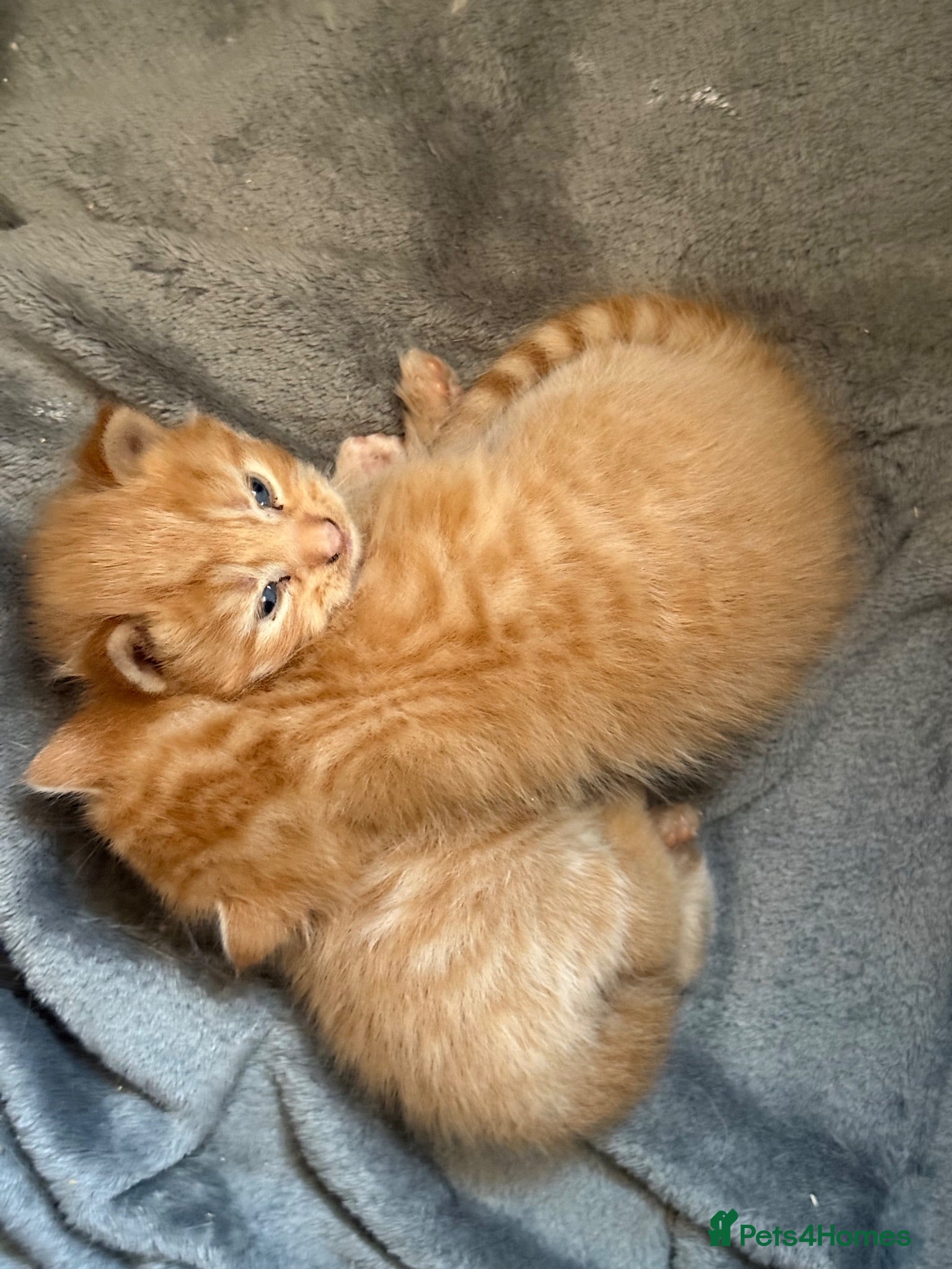 Mixed Breed cats 2 Orange boys  - Advert 12