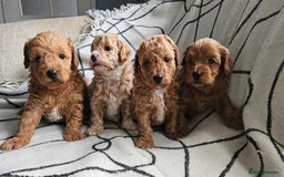 Mixed Breed dogs for sale: Beautiful westipoo - Image 2