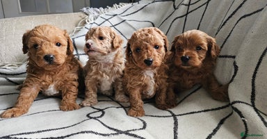 Mixed Breed dogs - Advert 11