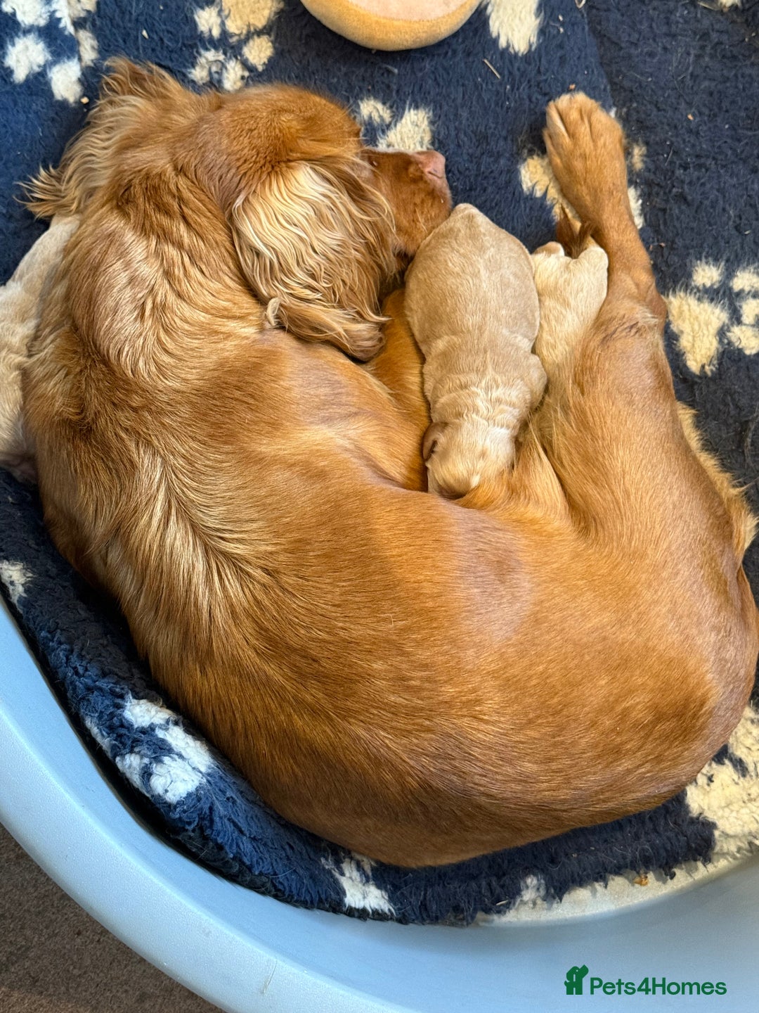 Cockapoo dogs for sale: F1 Golden Male Cockapoo - Advert 3