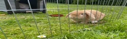 Dwarf Lop rabbits for sale: Carrot and Parnsip Dwarf Lop Rabbits - Advert 4