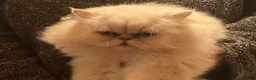 Persian cats for sale: Gccf persian chinchilla male  - Advert 7