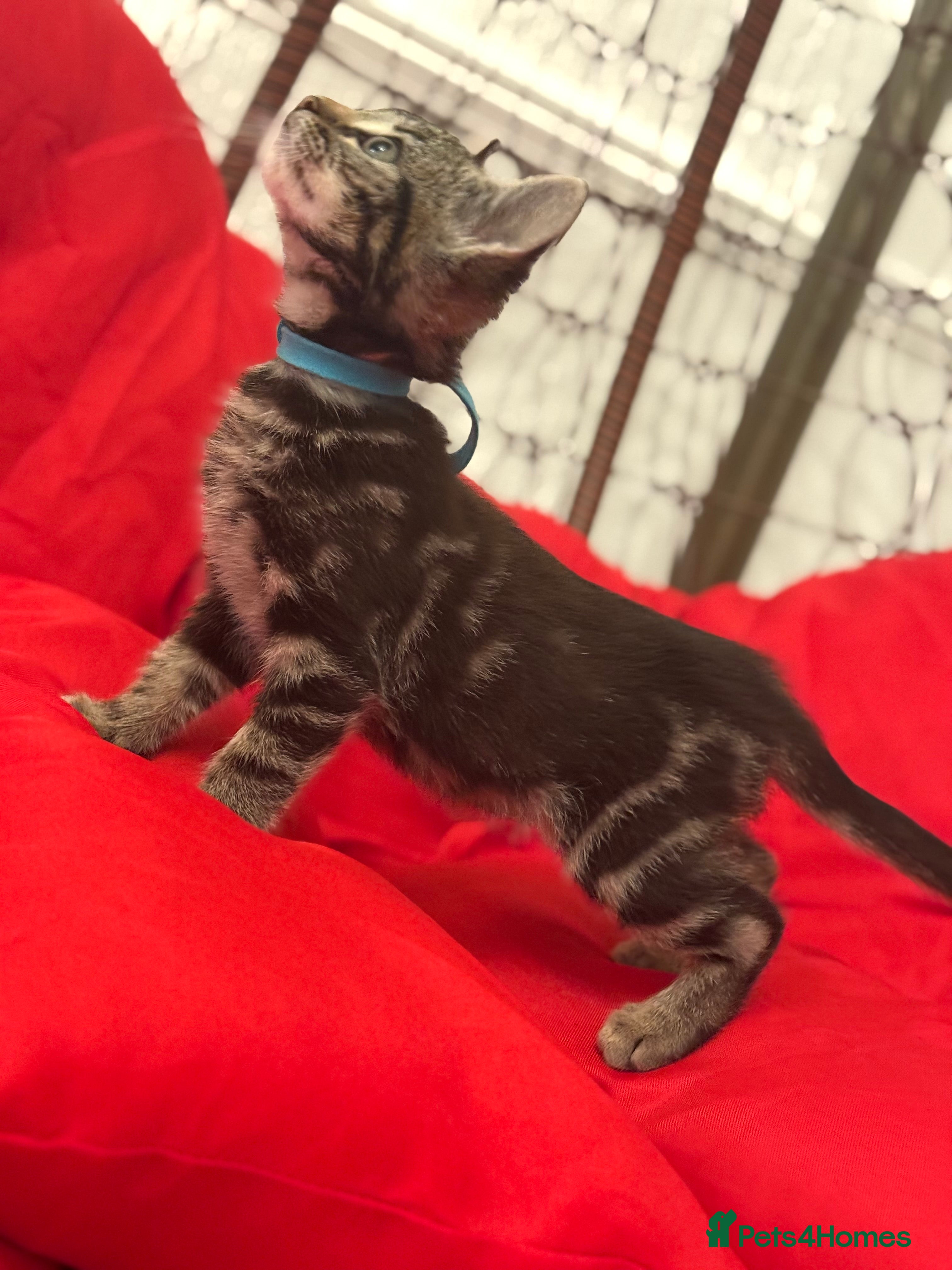 Mixed Breed cats 🐾 6 Beautiful Bengal × British Longhair Kittens🐾 - Advert 2