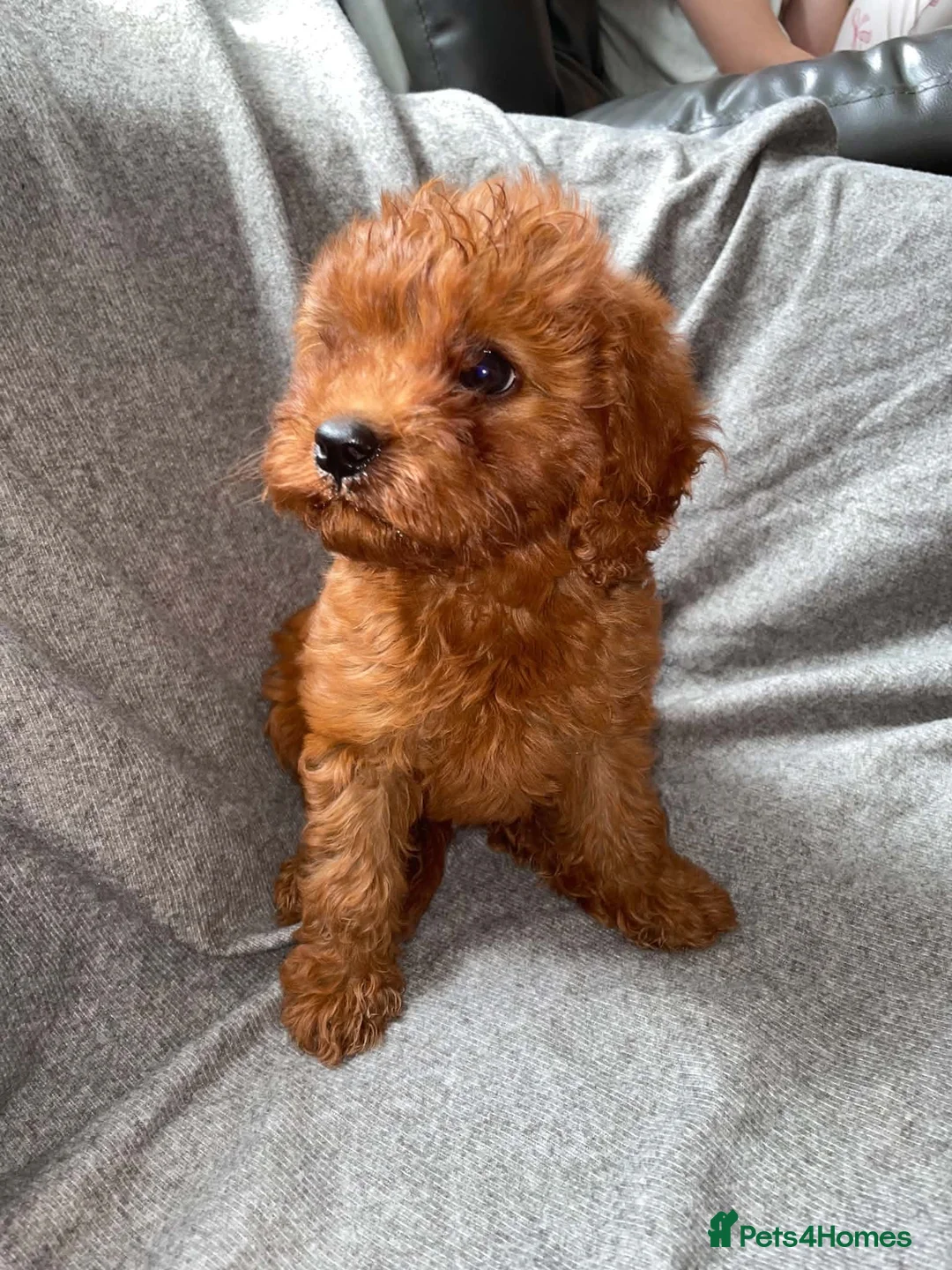 Cavapoo dogs for sale: Beautiful Cavapoo girl  in Milton Keynes - Advert 4