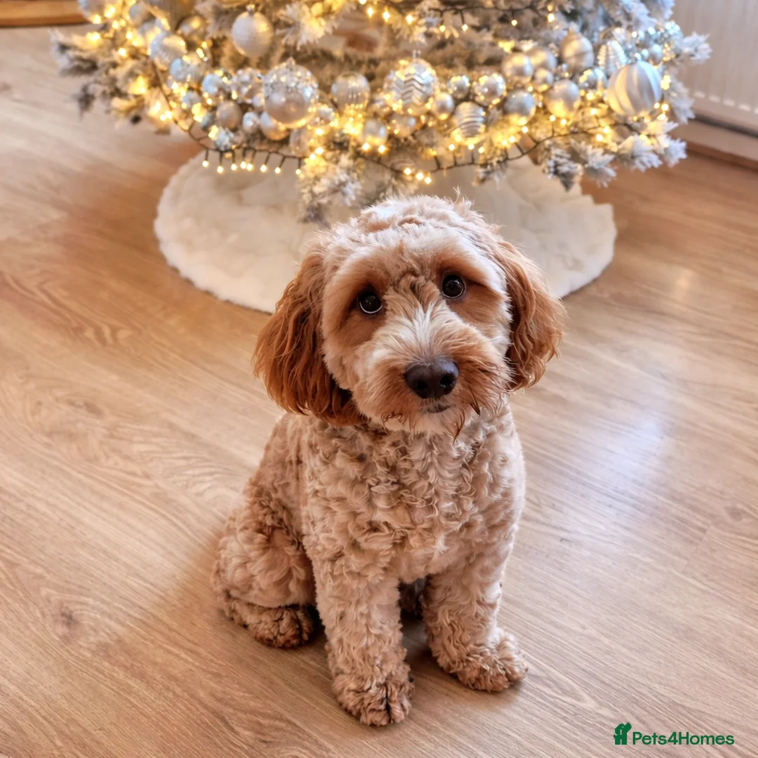 Cockapoo dogs for sale: Teddie in Bangor - Advert 4