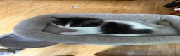 Mixed Breed cats for sale: 3 lovely kittens (2 girls 1 boy) in Luton - Advert 4