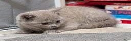 British Shorthair cats for sale: Stunning British Shorthair kittens boy and girl - Advert 3