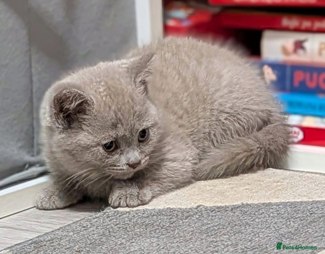 British Shorthair cats for sale: Stunning British Shorthair kittens boy and girl - Advert 3