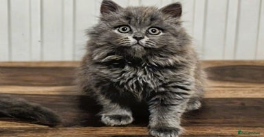 British Shorthair cats British shorthair  - Advert 1