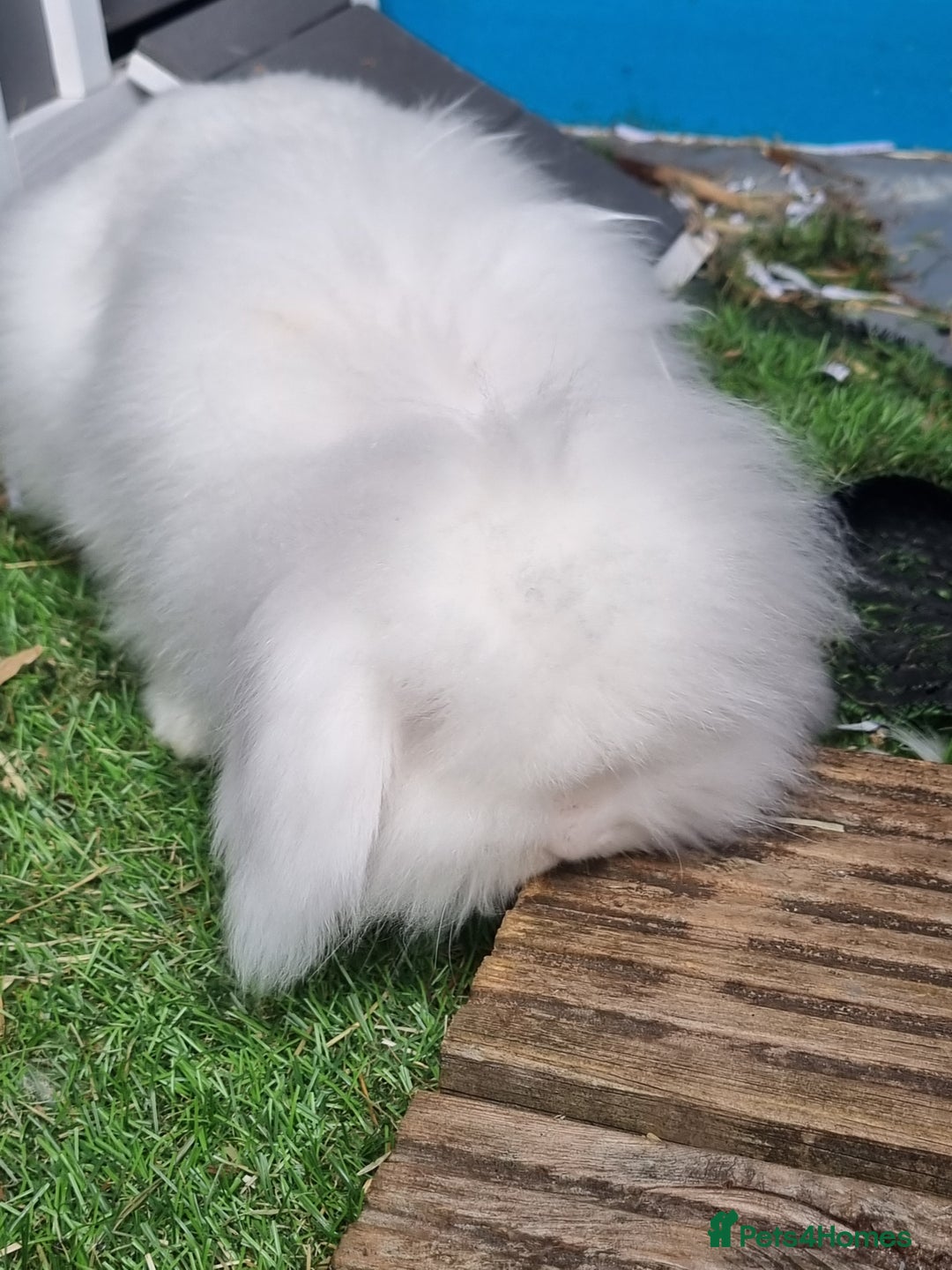English Lop rabbits for sale: Mr snow ball - Image 6