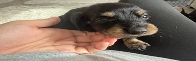 Miniature Dachshund 4