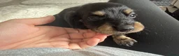 Miniature Dachshund dogs for sale: Long haired miniature dachshund Puppies  in Salford - Advert 2