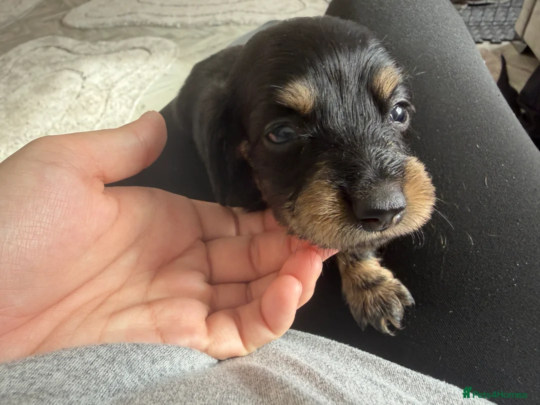 Miniature Dachshund dogs for sale: Long haired miniature dachshund Puppies  in Salford - Advert 2
