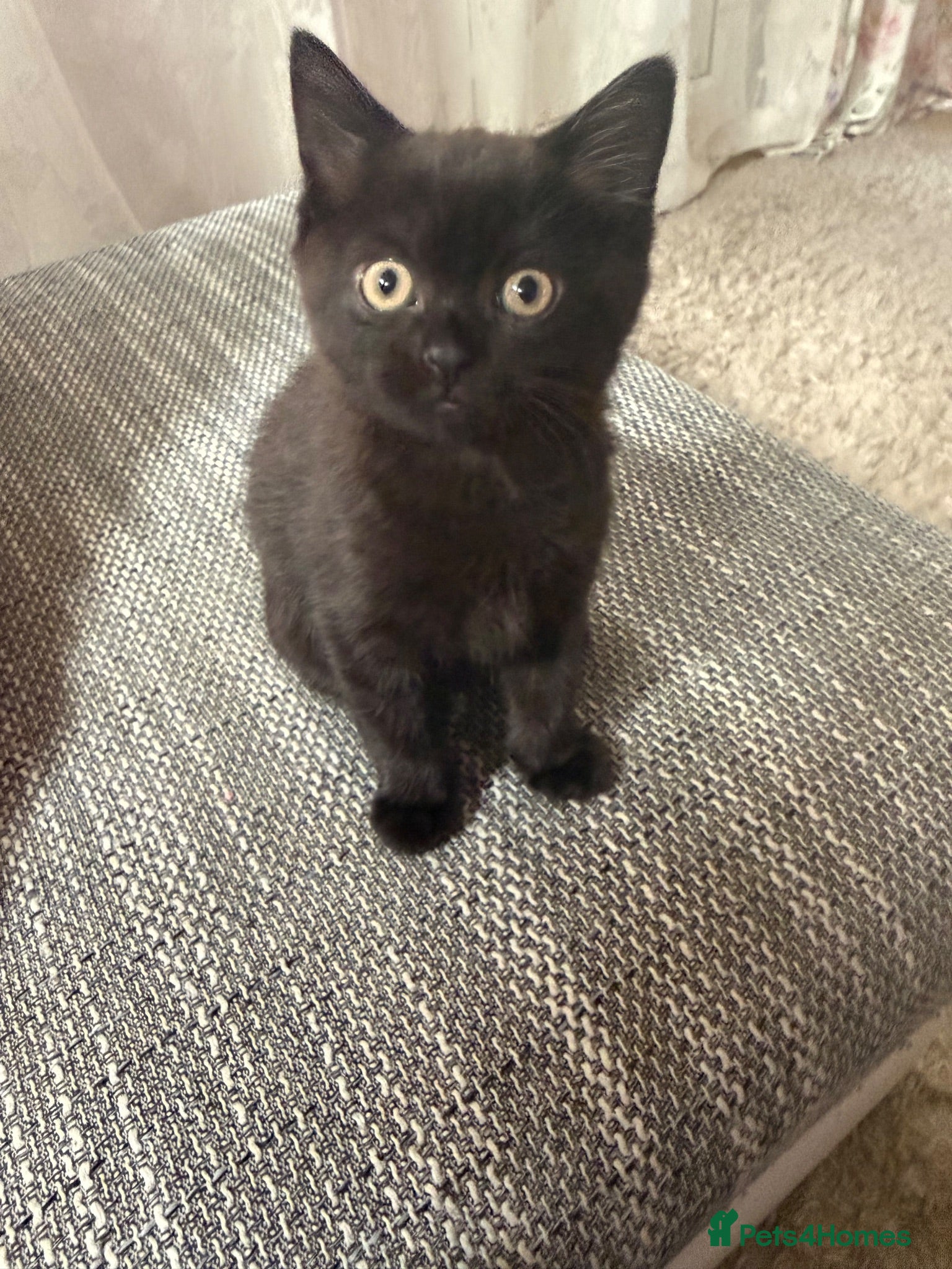 Mixed Breed cats Kittens for sale  - Advert 6