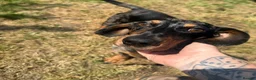 Miniature Dachshund dogs for sale: 3 left cute dachshund puppies  - Advert 12
