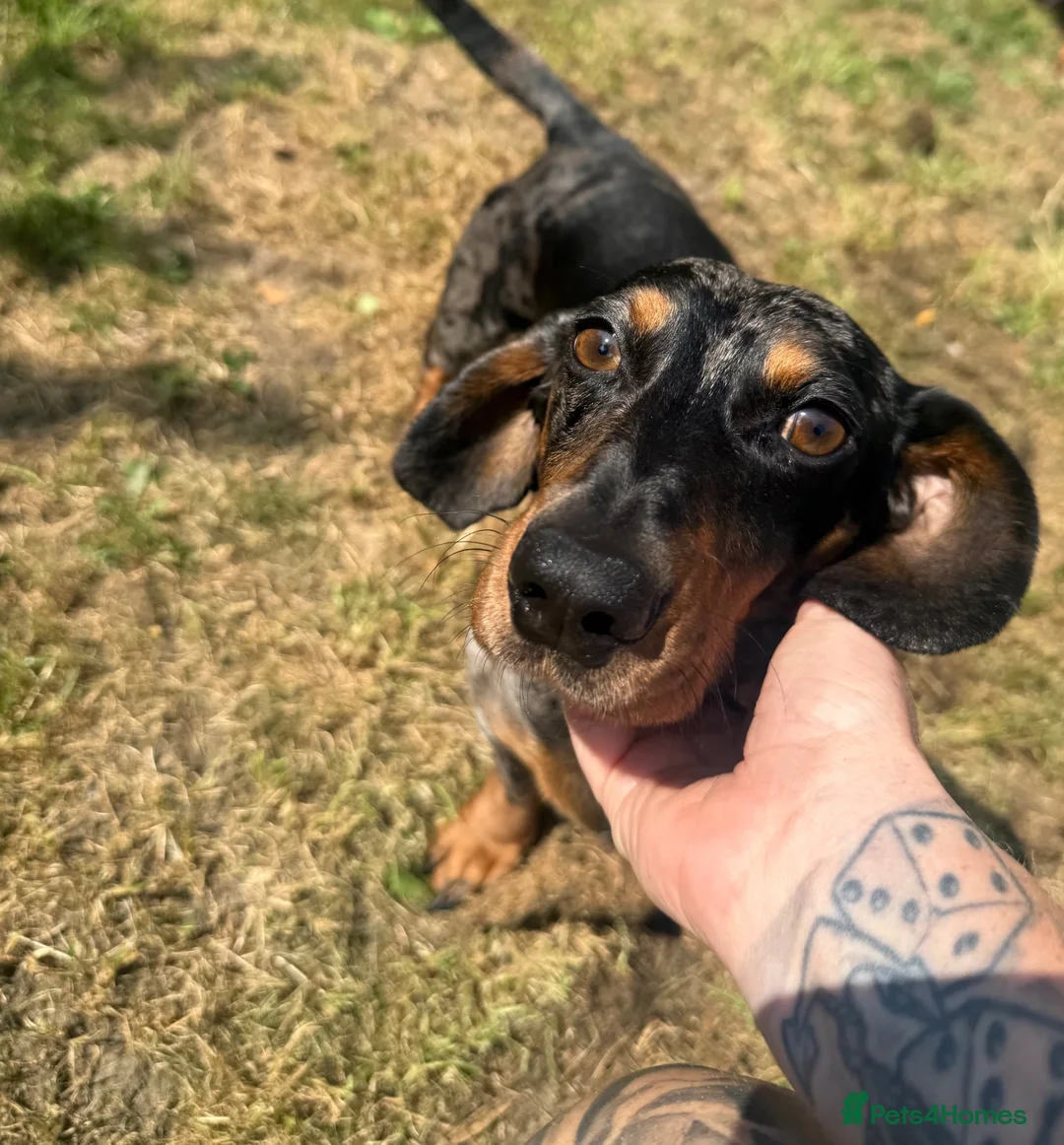 Miniature Dachshund dogs for sale: 3 left cute dachshund puppies  - Advert 12