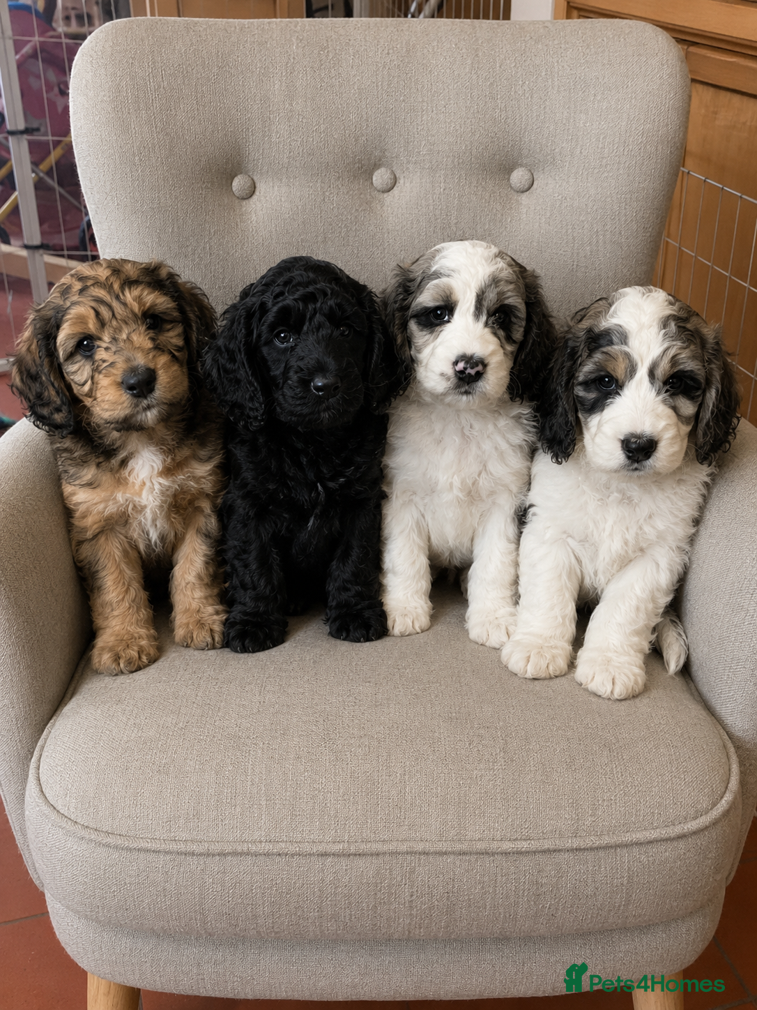 Cockapoo dogs SOMETHING SPECIAL. COCKAPOO PUPS READY NOW - Advert 1