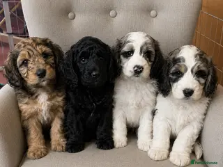 Cockapoo dogs SOMETHING SPECIAL. COCKAPOO PUPS READY NOW - Advert 1