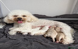 Poochon dogs for sale: x3 Poochon Girls Available (price negotiable) - Image 1