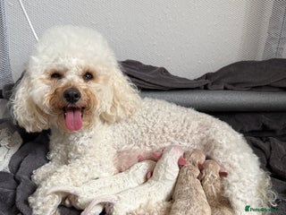 Poochon dogs for sale - Advert 1