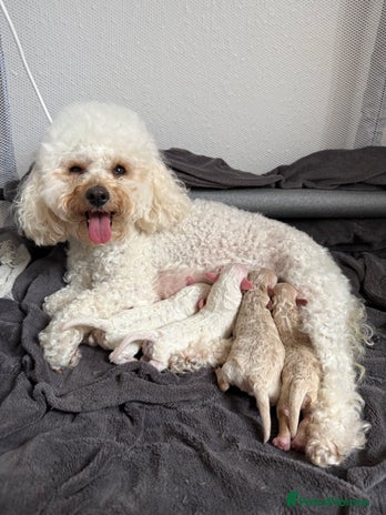 Poochon dogs - Advert 1