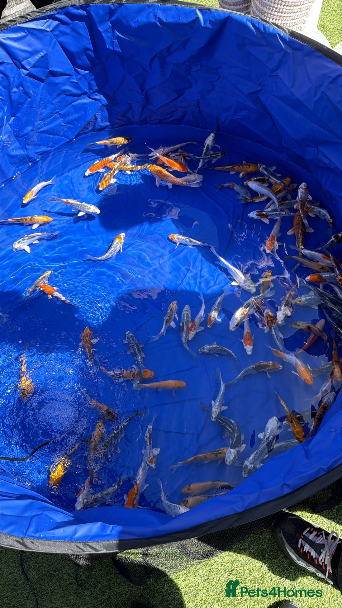 Koi Carp fish Jap koi - Advert 1