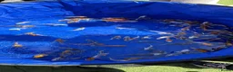 Koi Carp fish for sale: Jap koi in Coventry - Advert 1