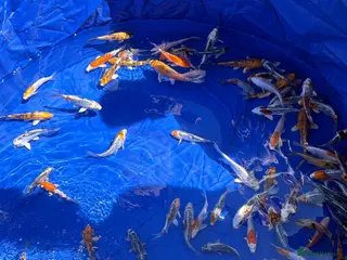 Koi Carp fish Jap koi - Advert 9