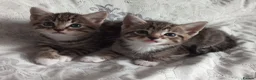 Siberian cats for sale: 4 kittens for sale - Advert 15