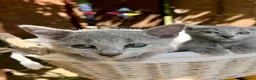 Russian Blue cats for sale: 🐾Champion Line TICA Russian Blue Kittens 🐾 - Advert 5