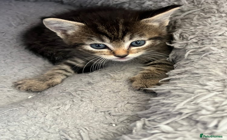 Mixed Breed cats for sale - Advert 1