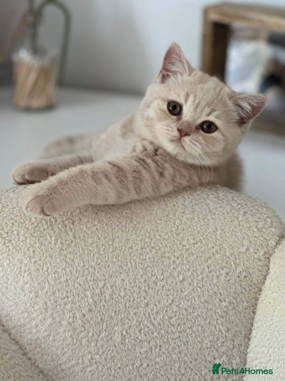 British Shorthair cats for sale: Beautiful soft teddy bears 🩷🩷only two girls left - Image 34