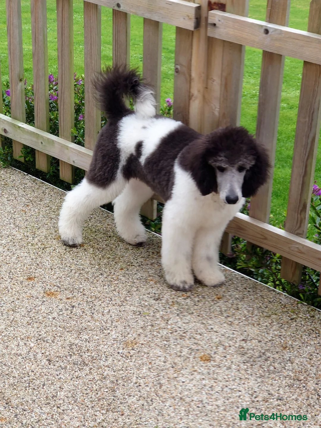 Standard Poodle dogs for stud: Silver standard poodle  in Wakefield - Advert 21