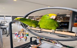 Parrots birds for sale: Parrots  - Image 13