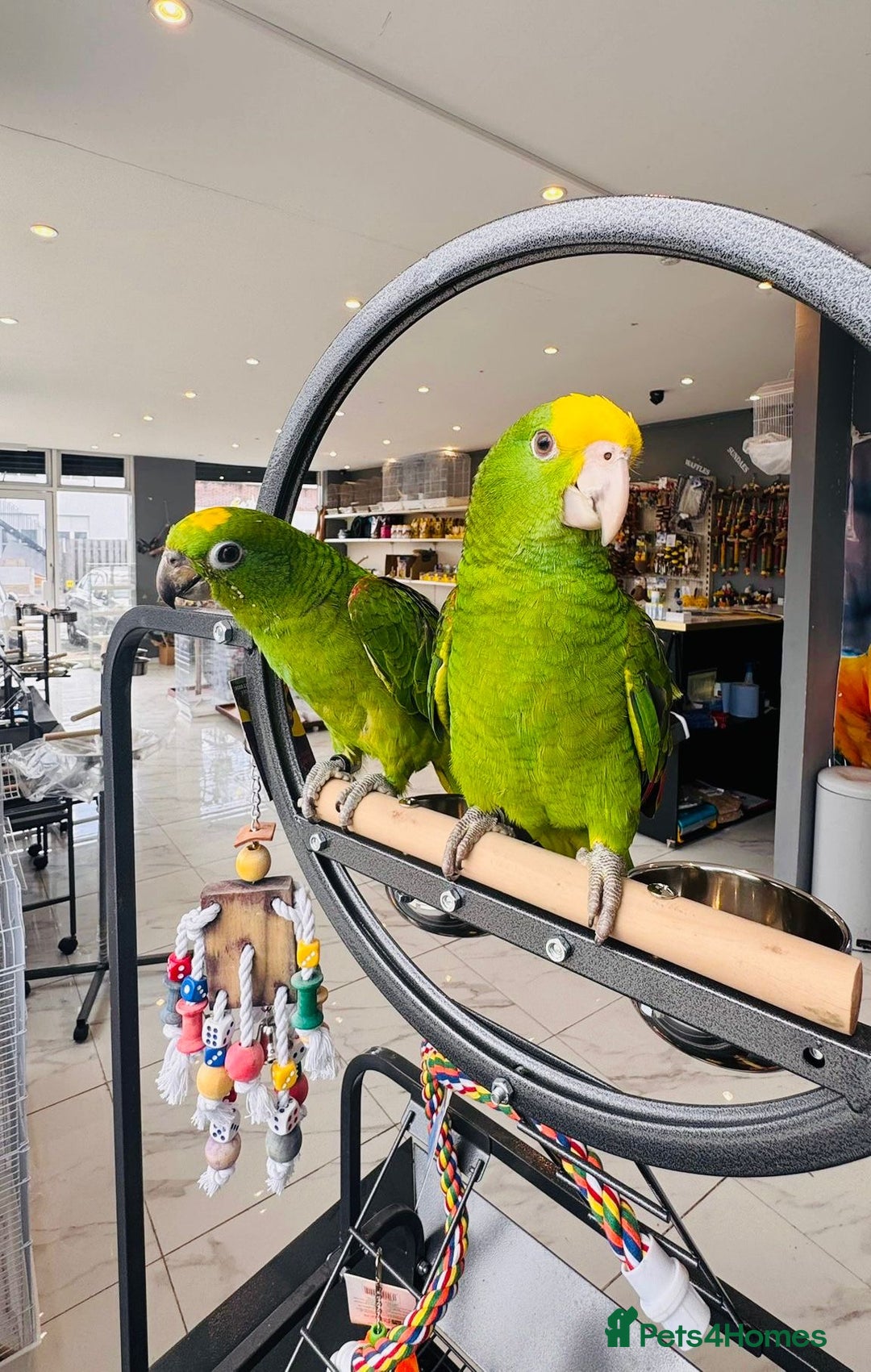 Parrots birds for sale: Parrots  - Image 13