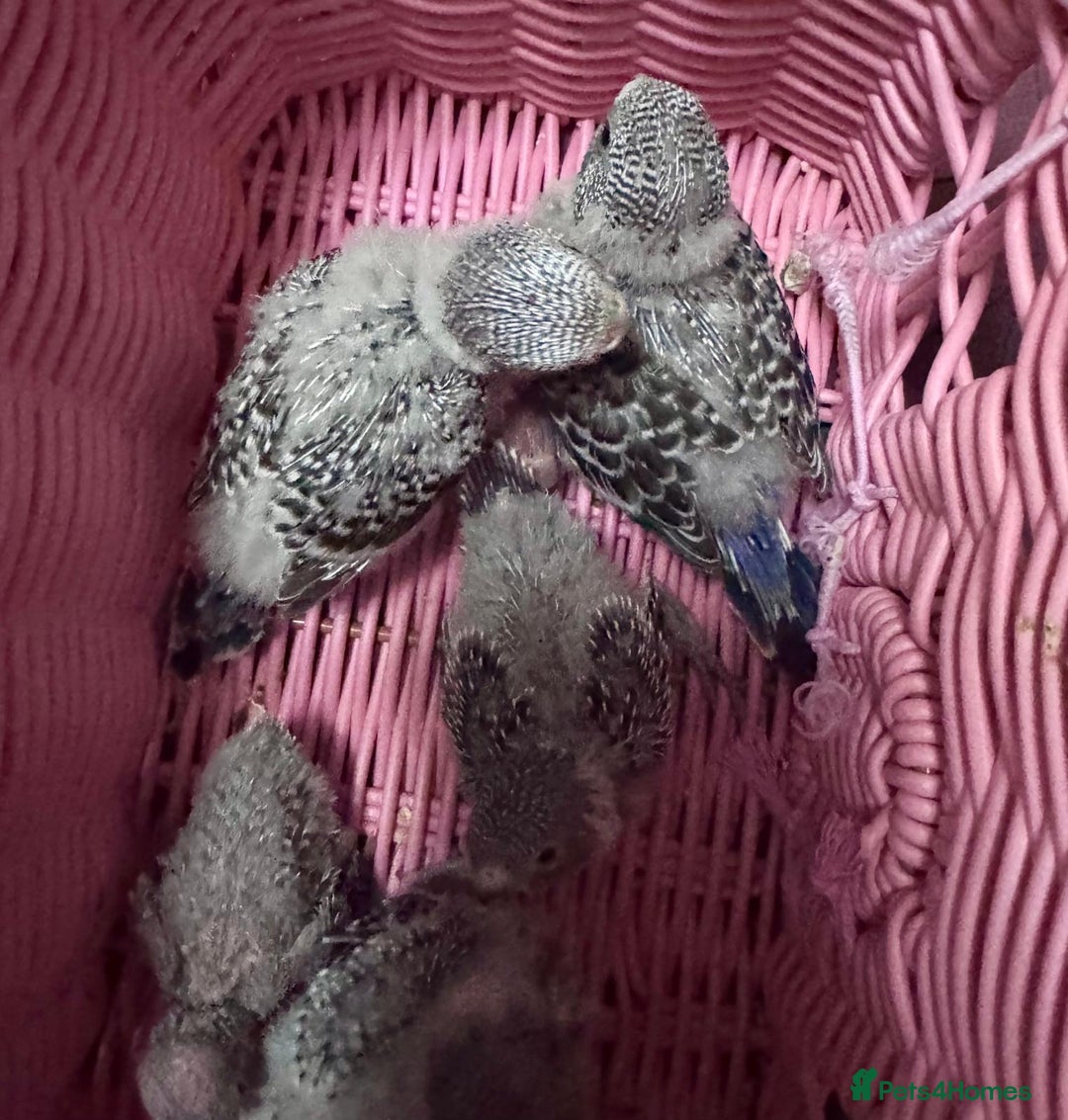 Budgerigars birds for sale: TCB, BW, Spilt BF ,spilt helicopter baby budgies  - Advert 6