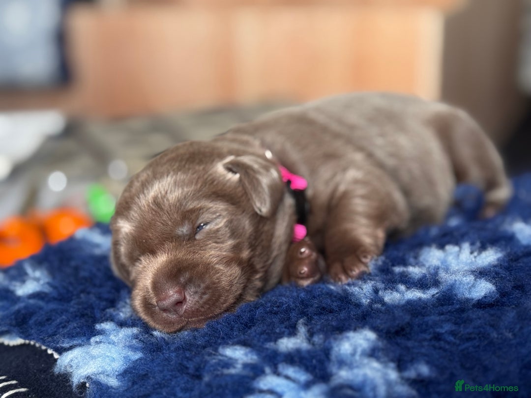 Labrador Retriever dogs for sale: Charcoal & Silver Labrador Puppies - Advert 12