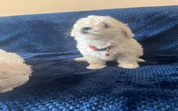 Bichon Frise dogs for sale: 4 adorable bichon puppy’s  - Image 19
