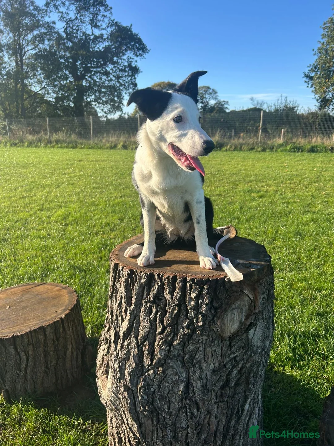 Border Collie dogs for sale: Border collie pip in Lutterworth - Advert 1