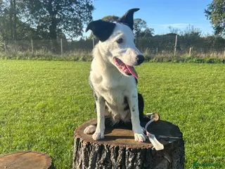 Border Collie dogs Border collie pip in Lutterworth - Advert 1