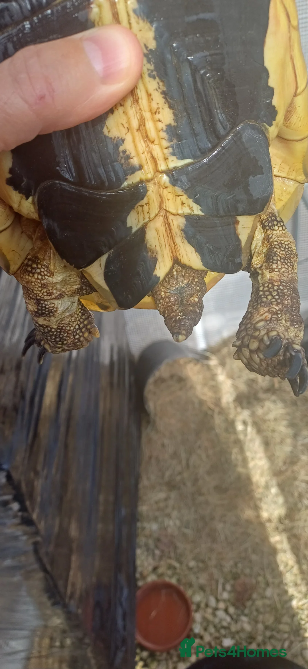 Hermann Tortoise reptiles for sale: Two testudo hermanni hermanni dwarf tortoises fm - Advert 25