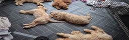 Goldendoodle dogs for sale: Trained, GoldenDoodle puppies - Advert 5