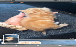 Domestic Shorthair cats for sale: 3 ginger kittens looking for homes  - Image 6