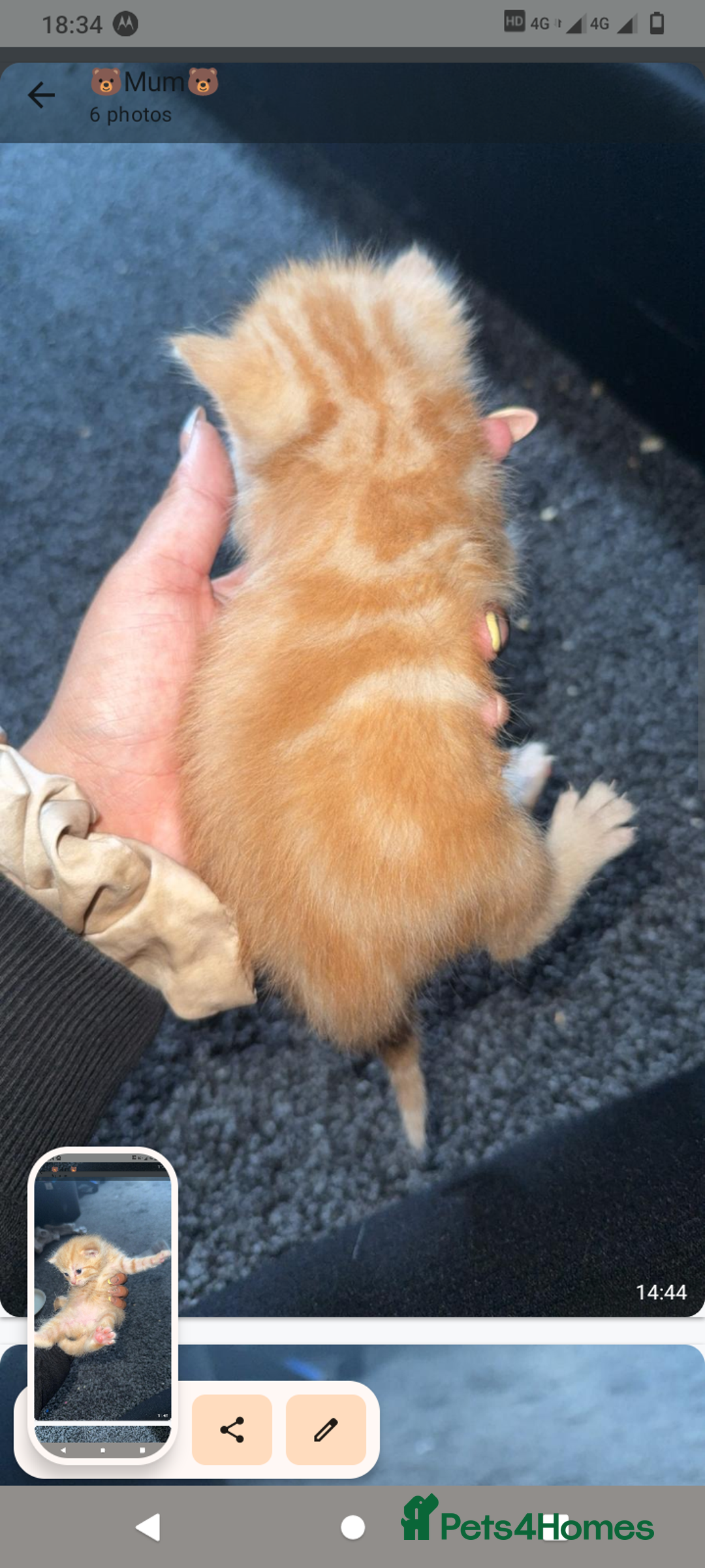 Domestic Shorthair cats for sale: 3 ginger kittens looking for homes  - Image 6
