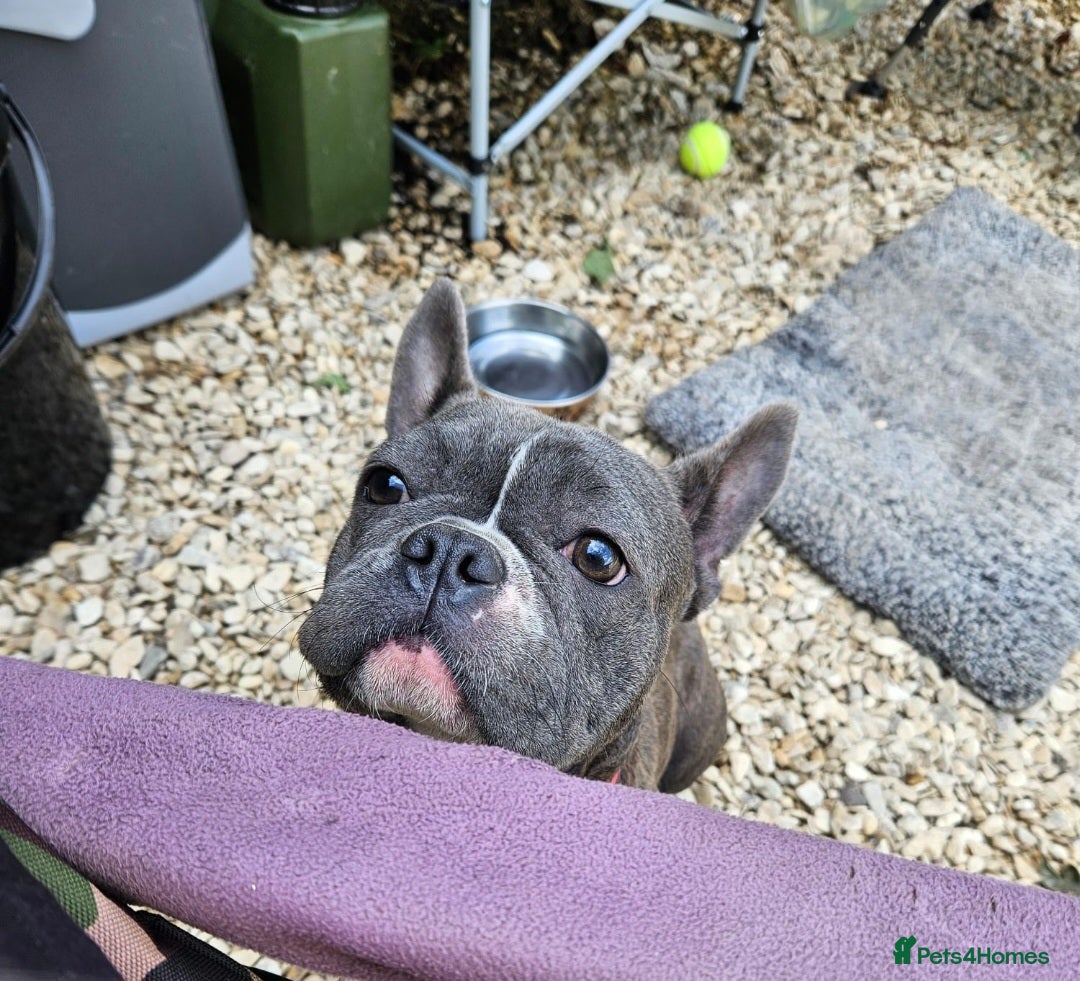 French Bulldog dogs for sale: French bulldog - Image 2