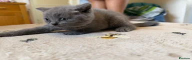 British Shorthair 3